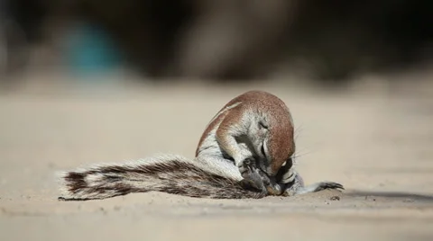 African ground squirrel (Xerus inaurus) grooming, Kalahari desert Stock Footage