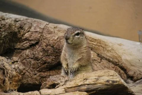 African Ground Squirrels Stock Photos