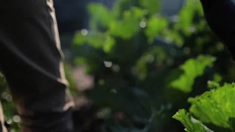 African Hands touching plants Stock Footage 231273309