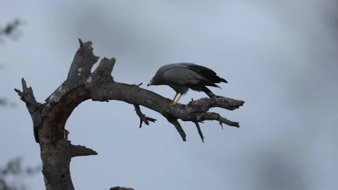 A African Harrier-Hawk inspecting a dead tree for anything to eat Stock Footage 345341174