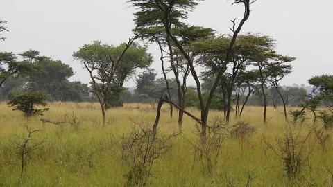 African harrier hawk perches on a tree branch across dry savanna habitat Stock Footage 339821294
