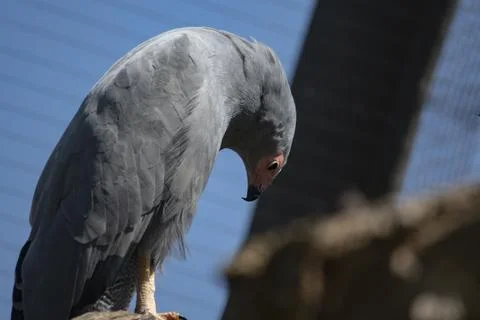 The African Harrier-Hawk (Polyboroides typus). Stock Photos