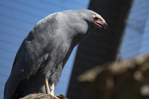 The African Harrier-Hawk (Polyboroides typus). Stock Photos