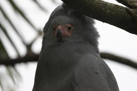 The African Harrier-Hawk (Polyboroides typus). Stock Photos