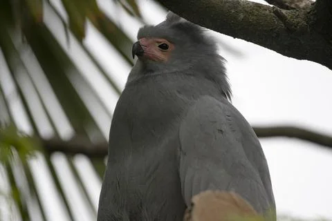 The African Harrier-Hawk (Polyboroides typus). Stock Photos