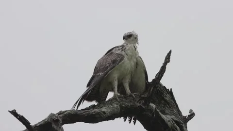 African hawk eagle Stockbeeldmateriaal 298661199