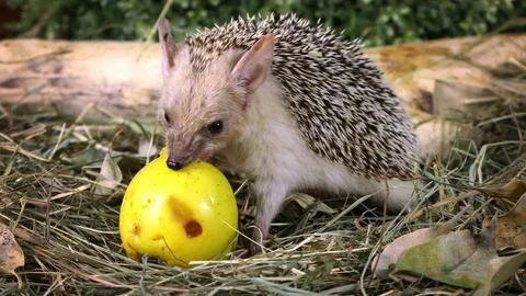 African hedgehog with apple Video stock 73899230