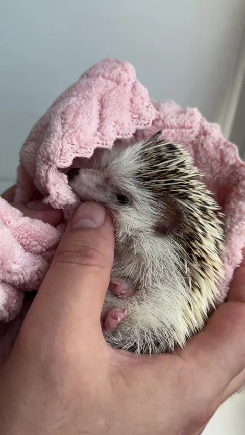 African hedgehog, hedgehog lying on his back in the hands of a man, male fingers Stock Footage 245212936