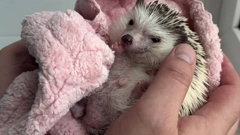 African hedgehog, hedgehog lying on his back in the hands of a man, male fingers Stock Footage 245213013