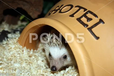 African hedgehog peaking out of his hotel inside a terrarium Stock Photos