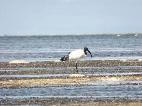 African heron Stock Photos