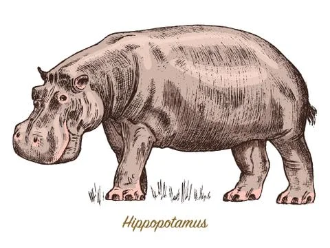 African hippopotamus Wild animal on white background. Engraved hand drawn line Stock Illustration