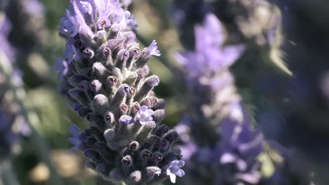 African honey bee finding nectar in flowers on a lavender bush Video stock 96076659