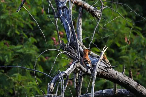 African Hoopoe Perched On Fallen Tree (Upupa africana) Stock Photos