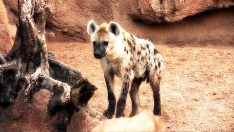 African hyena. Stock Footage 111137542