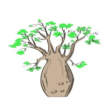African iconic tree, baobab tree. Adansonia gregorii Stock Illustration