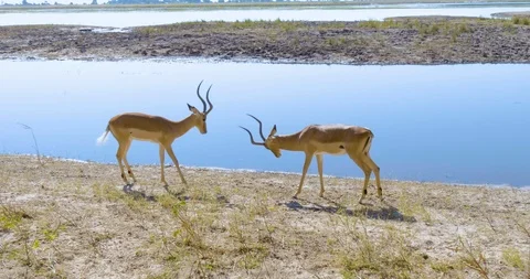 African Impala / Antelope fighting Vídeo Stock 104965011