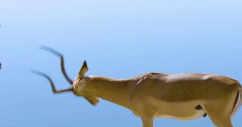 African Impala / Antelope fighting Vídeo Stock 104965069