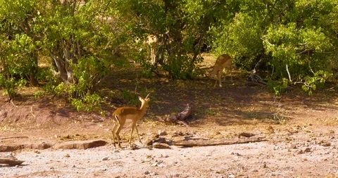 African Impala / Antelope fighting Vídeo Stock 104992453