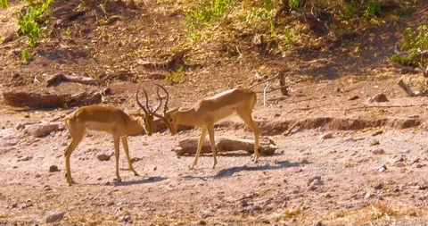 African Impala / Antelope fighting Video stock 104992571