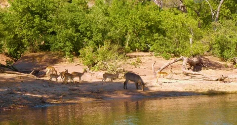 African Impala / Antelope Vídeo Stock 104991486