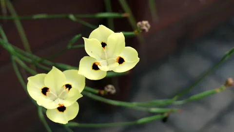 African Iris Stockbeeldmateriaal 169012153