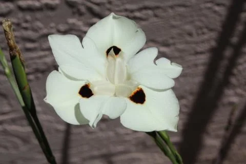 African Iris Foto stock