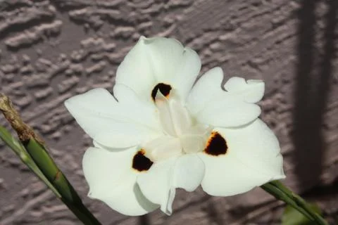 African Iris Stock Photos