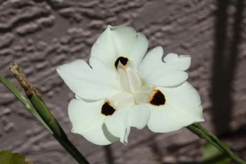 African Iris Stock Photos