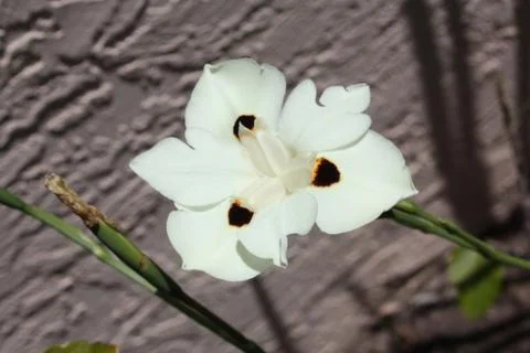 African Iris Stock Photos