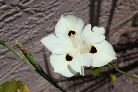African Iris Stock Photos
