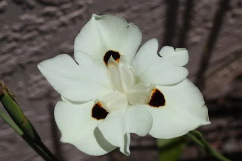 African Iris Stock Photos