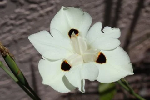 African Iris Stock Photos