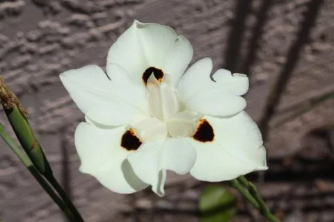 African Iris 写真素材