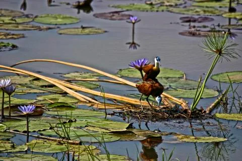 African Jacanas Stock Photos