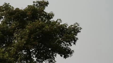 African jungle trees Stock Footage 21523487