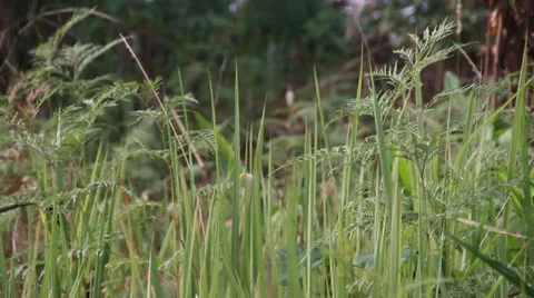 African jungle trees Stock Footage 21523567