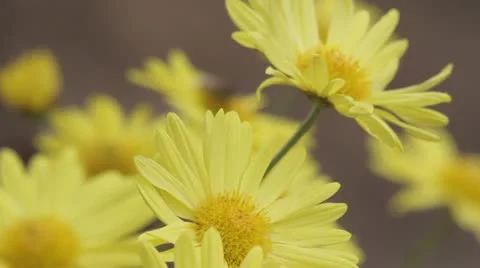 African Killer Bees Stock Footage 11630182