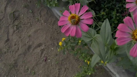 African killer honey bee Stock Footage 133275533