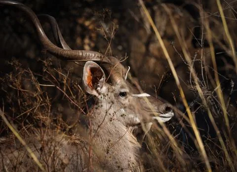 An African Kudu Bull. Stock Photos