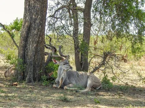 African Kudu (Tragelaphus imberbis), lying under an African tree resting. Kud Stock Photos