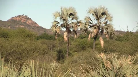 African landscape Stock Footage 8573826