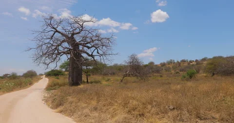 African landscape. Stock Footage 144685676