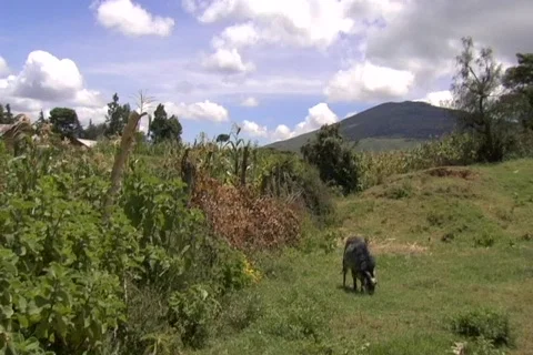 African landscape with goat Stock Footage 149366