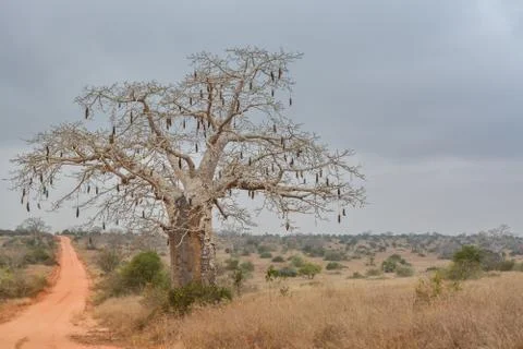 African landscape Stock Photos