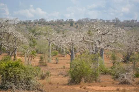 African landscape Stock Photos