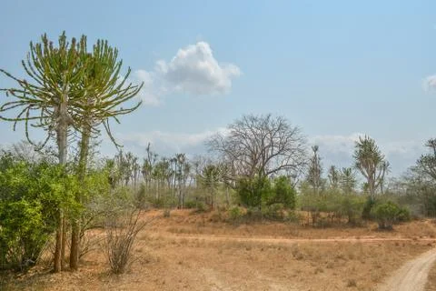 African landscape Stock Photos
