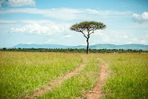 African landscape with the tree Stock Photos