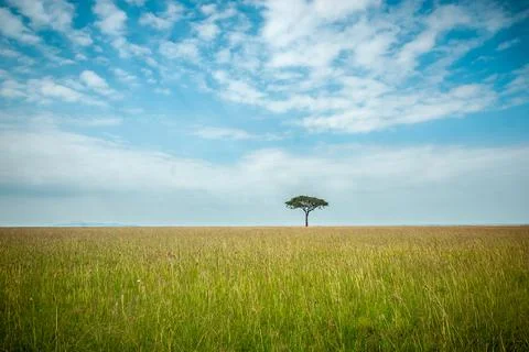 African landscape with the tree . Stock Photos