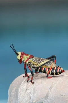 African large grasshopper Stock Photos
